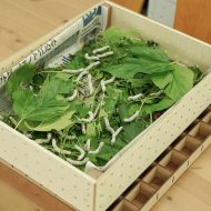 大醐：蚕がやってきた！