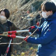 大醐：桑の木の剪定作業 かいこ〜んプロジェクト⑩