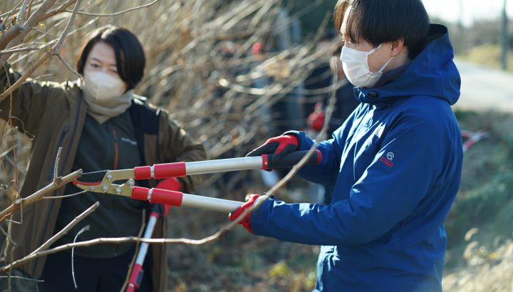 大醐：桑の木の剪定作業 かいこ〜んプロジェクト⑩